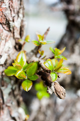 Apple tree leaves emerging from old bark