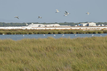 paisajes de aves y marismas en las salinas 