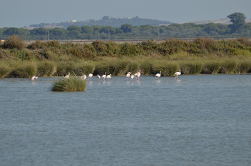 paisajes de aves y marismas en las salinas 