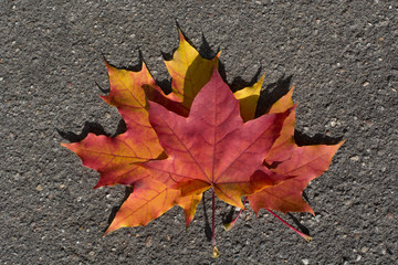 Autumn colorful leaves on asphalt as background. View from above.