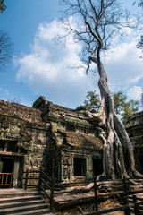 Fototapeta premium Trees and Temples of Angkor Wat