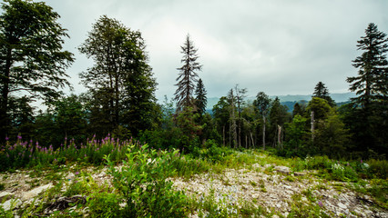 Пейзаж в Абхазии