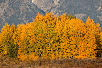 Mountain Aspen Grove in Fall