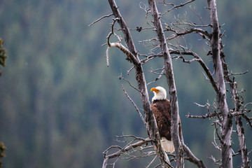 Bald Eagle (Haliaeetus leucocephalus)