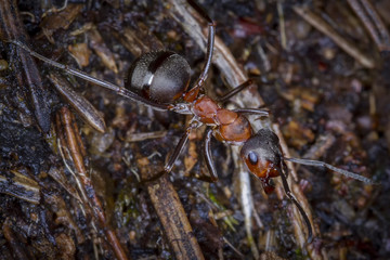 Ants	/Ants on anthill.