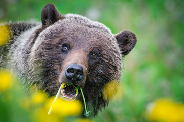 Obraz premium Grizzly Bear (Ursus arctos horribilis)