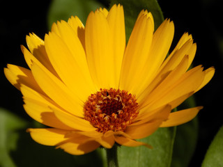 calendula