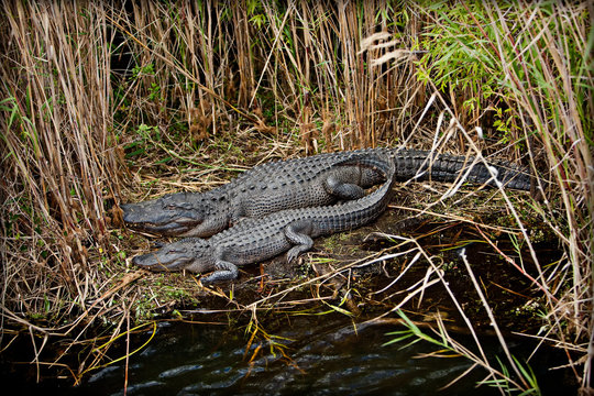 American Alligator, Mom and baby in reeds near the water in Wakodahatchee wetlands