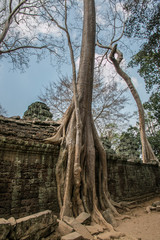 Trees and Temples of Angkor Wat