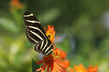 Butterfly on Flowers