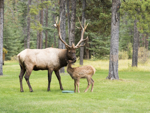 Affectionate bull elk and calf