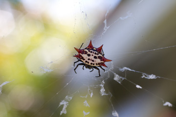 Spinyback Spider in it´s Web