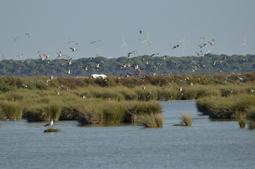 paisajes de aves y marismas en las salinas 
