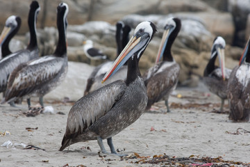 Pelicans in the Beach