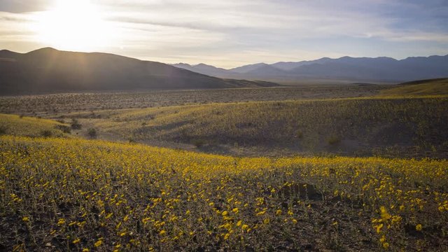Time lapse with tilt up motion of desert wildflower at sunset during super bloom 2016 in Death Valley National Park, California