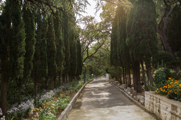 Cypress alley at sunset and sunlight