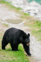 American Black Bear (Ursus americanus)