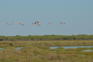paisaje de aves y marismas en las salinas  