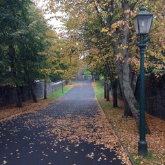 streetlight and autumn leaves