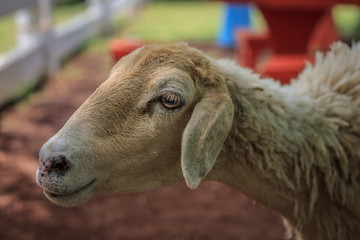 A sheep in farm in,thailand