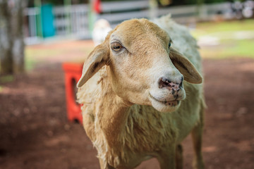 A sheep in farm in,thailand