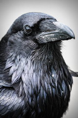 Common Raven (Corvus corax)