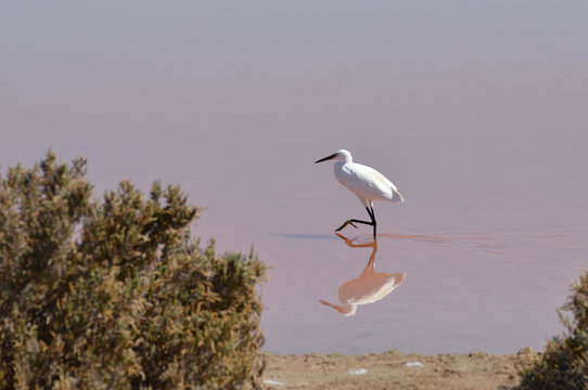 paisaje de aves y marismas en las salinas  