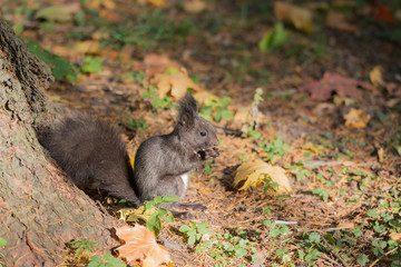 black squirrel eating a nut