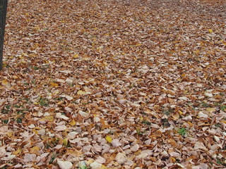 Земля покрытая опавшими осенними листьями