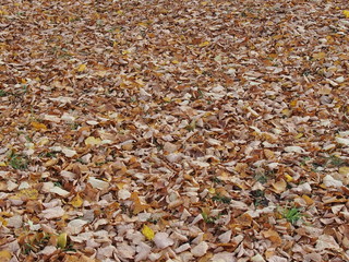 Земля покрытая опавшими осенними листьями