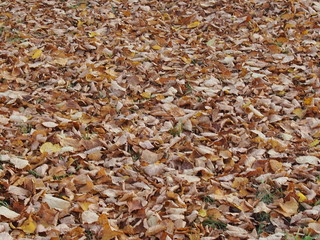 Земля покрытая опавшими осенними листьями