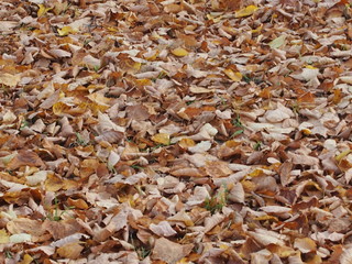 Земля покрытая опавшими осенними листьями