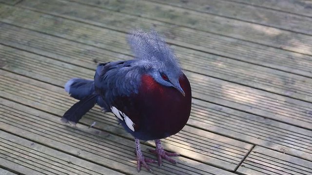 Southern Crowned Pigeon (Goura Scheepmakeri)