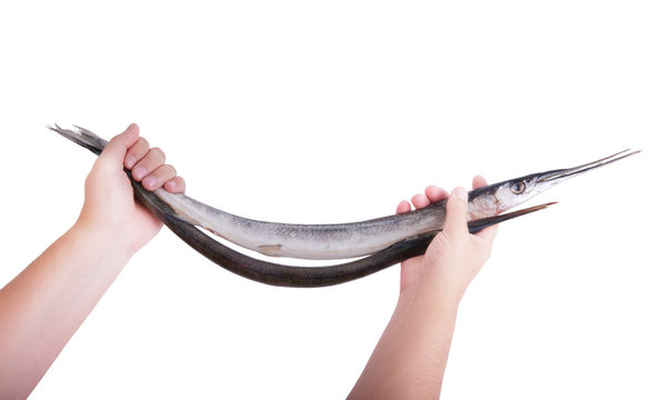 Gar fish. Man's hand holding a fish, background.