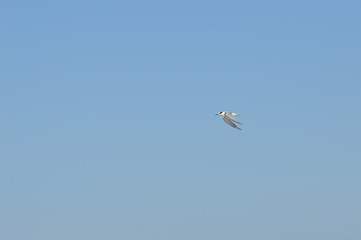 paisaje de aves y marismas en las salinas 