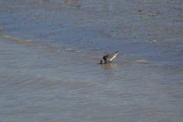 paisaje de aves y marismas en las salinas 