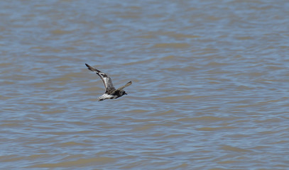 paisaje de aves y marismas en las salinas 