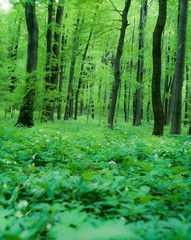 Laubwald aus Rotbuchen (Fagus sylvatica) , Krautschicht mit blühendem Bärlauch (Allium ursinum) im Mai, Nationalpark Hainich, Thüringen, Deutschland
