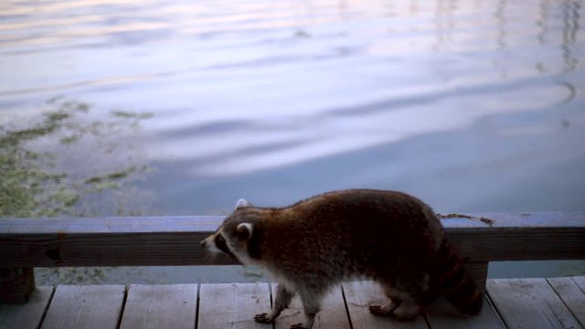 North american raccoon walking by a lake