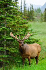 Wild Bull Elk