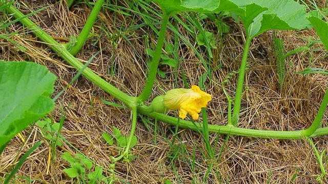 Growing zucchini and its yellow flower