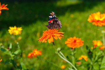 Peacock butterfly on a flower