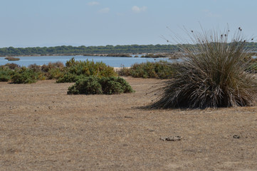 paisaje de aves y marismas en las salinas 