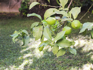 Unripe green lemons on a tree branch