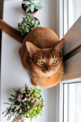 Abyssinian cat sitting on the windowsill with heather and succul