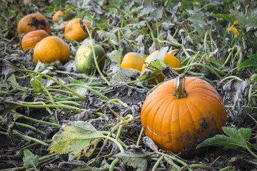 horizontal image of pumpkins lying in a field of green vines ready for harvest in the fall time.