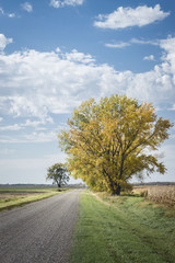 vertical image of a big tree with yellow leaves sitting beside a dirt country road under a blue sky with white clouds in the fall time.