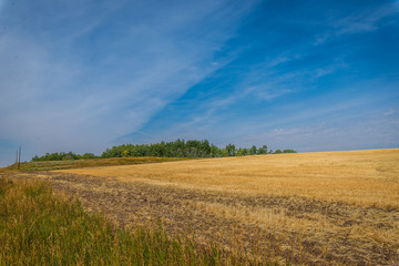 Fototapeta na wymiar Yellow fields, blue sky