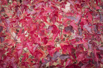 horizontal background image  filled with red fall leaves.