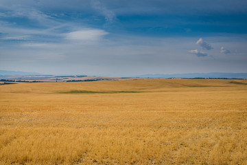 Obraz premium Yellow fields, blue sky